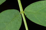 Canadian milkvetch